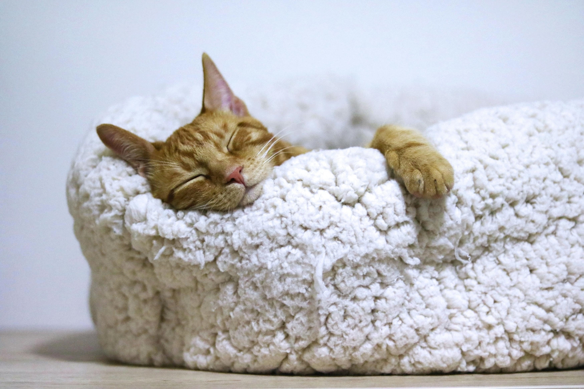 Cat napping in cat bed